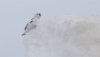 Pulmunen Plectrophenax nivalis Snow Bunting +1cy singing male