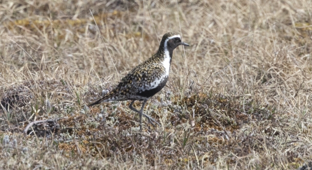 Siperiankurmitsa Pluvialis fulva Pacific Golden Plover adult male