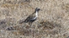 Siperiankurmitsa Pluvialis fulva Pacific Golden Plover adult male