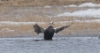 Silmälasihaahka Somateria fischeri Spectacled Eider +2cy male