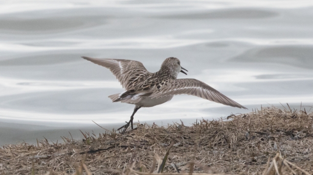 Kanadansirri Calidris pusilla Semipalmated Sandpiper +1cy