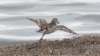 Kanadansirri Calidris pusilla Semipalmated Sandpiper +1cy