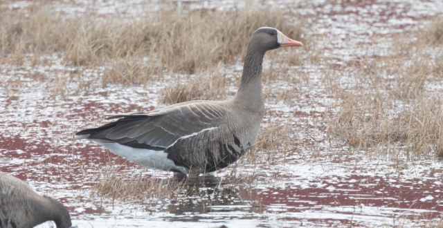 Tundrahanhi Anser albifrons  Greater White-fronted Goose 