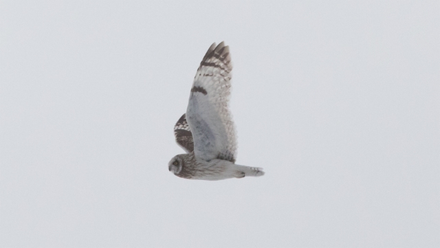 Suopöllö Asio flammeus ssp flammeus Short-earde Owl