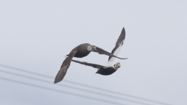 Silmälasihaahka Somateria fischeri Spectacled Eider 