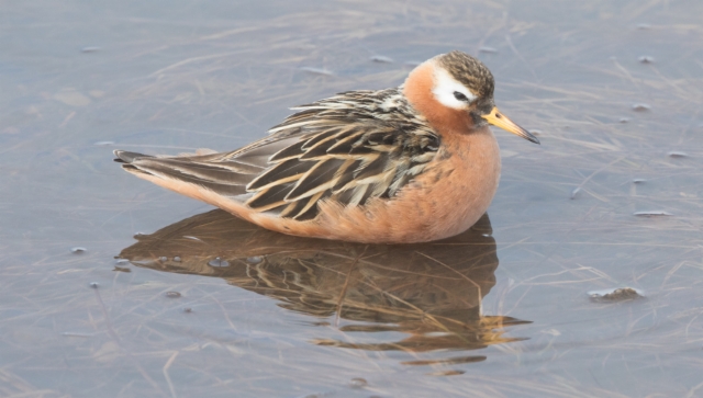 Isovesipääsky Phalaropus fulicaria Grey Phalarope adult male