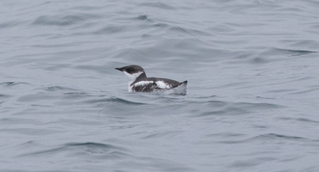 Marmorimurri Brachyramphus marmoratus Marblet Murrelet