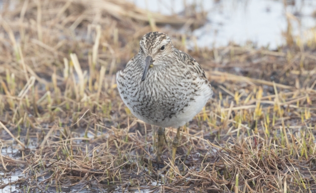 Palsasirri Calidris melanotos Pectoral Sandpiper