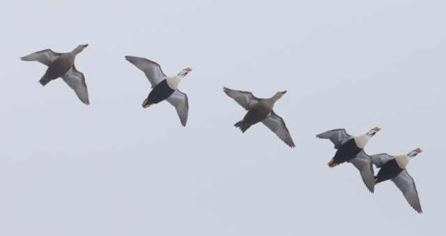 Kyhmyhaahka Somateria spectabilis King Eider 