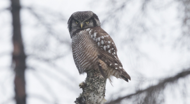 Hiiripöllö Surnia ulula Northern Hawk Owl ssp caparoch