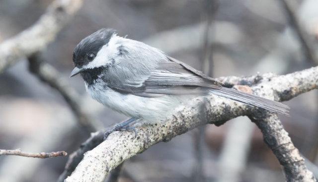 Amerikanhömötiainen Poecile atricapillus Black-capped Chickadee