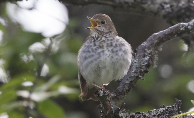 Erakkorastas Catharus guttatus Hermit Thrush +1cy singing male