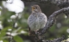 Erakkorastas Catharus guttatus Hermit Thrush +1cy singing male