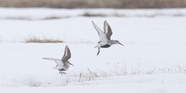 Suosirri Calidris alpina ssp arcticola Dunlin