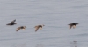 Amerikanmustalintu Melanitta americana Black Scoter