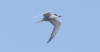 Aleuttientiira Onychoprion aleuticus Aleutian Tern