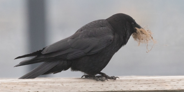 Rantavaris Corvus caurinus Northwestern Crow adult