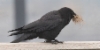 Rantavaris Corvus caurinus Northwestern Crow adult