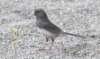 Tummajunkko Junco hyemalis ssp hyemalis Slate-colored Junco adult male 