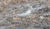 Eskimosirri Calidris bairdii Baird´s Sandpiper +1cy