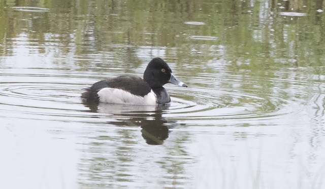 Amerikantukkasotka Aythya collaris Ring-necked Duck adult male