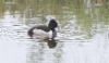 Amerikantukkasotka Aythya collaris Ring-necked Duck adult male