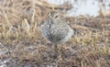 Palsasirri Calidris melanotos Pectoral Sandpiper