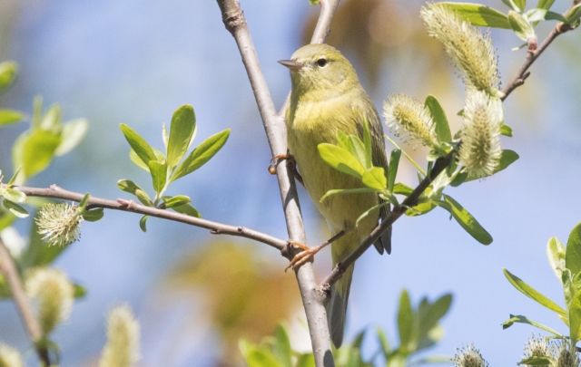 Viherkerttuli Oreothlypis celata Orange-crowned Warbler +1cy