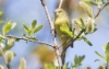 Viherkerttuli Oreothlypis celata Orange-crowned Warbler +1cy