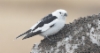 Pulmunen Plectrophenax nivalis Snow Bunting adult male