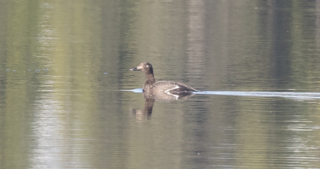 Kyhmypilkkasiipi Melanitta deglandi deglandi White-winged Scoter +1cy female