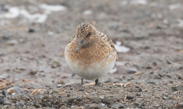 Pulmussirri Calidris alba Sanderling