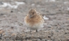 Pulmussirri Calidris alba Sanderling