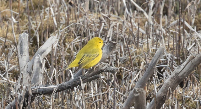 Keltakerttuli Setophaga (petechia) aestiva American Yellow Warbler