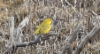 Keltakerttuli Setophaga (petechia) aestiva American Yellow Warbler