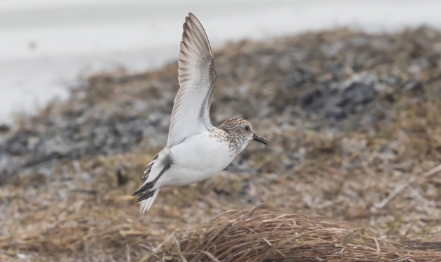 Kanadansirri Calidris pusilla Semipalmated Sandpiper +1cy