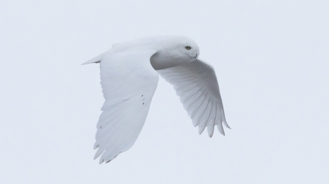 Tunturipöllö Nyctea scandiaca Snowy Owl male