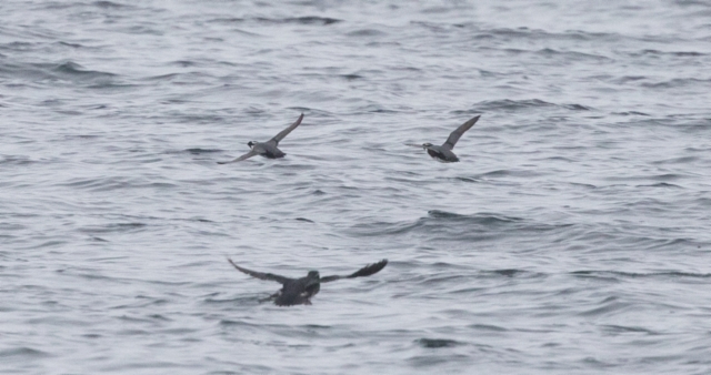 Mustakurkkumurri Synthliboramphus antiquus Ancient Murrelets with Rhinoceros Auklet