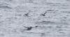 Mustakurkkumurri Synthliboramphus antiquus Ancient Murrelets with Rhinoceros Auklet