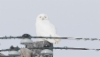 Tunturipöllö Nyctea scandiaca Snowy Owl male