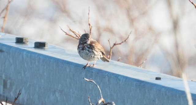 Kettusirkku Passerella iliaca zaboria Red Fox Sparrow