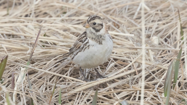 Lapinsirkku Calcarius lapponicus Lapland Longspur female