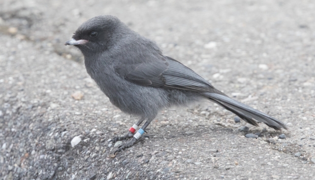 Harmaakuukkeli Perisoreus canadensis pacificus Gray Jay 1 cy