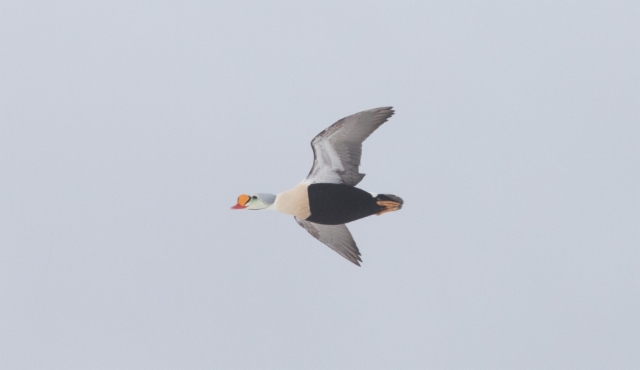 Kyhmyhaahka Somateria spectabilis King Eider male