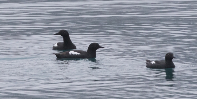 Tyynenmerenriskilä Cepphus columba Pigeon Guillemot