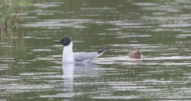 Kuusilokki Chroicocephalus philadelphia Bonaparte´s Gull adult with pullus