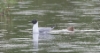 Kuusilokki Chroicocephalus philadelphia Bonaparte´s Gull adult with pullus