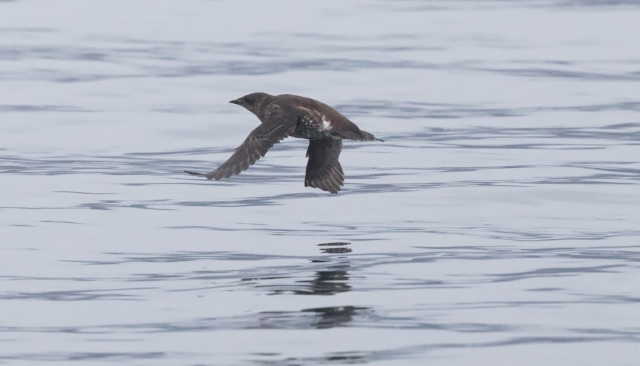 Lyhytnokkamurri Brachyramphus brevirostris Kittlitz´z Murrelet