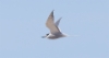 Aleuttientiira Onychoprion aleuticus Aleutian Tern