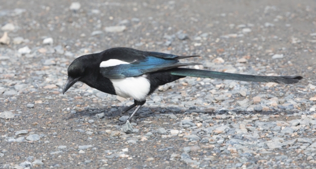 Amerikanharakka Pica hudsonia Black-billed Magpie adult